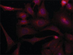 Anti-SORBS2 (N-terminal) antibody produced in rabbit 