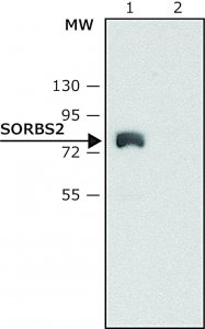 Anti-SORBS2 (N-terminal) antibody produced in rabbit 