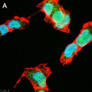 Anti-SOX-11 Antibody, clone 1F16 ZooMAb Rabbit Monoclonal 