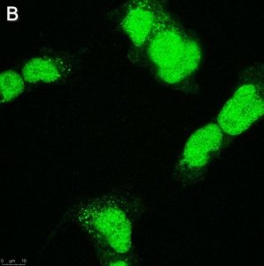 Anti-SOX-11 Antibody, clone 1F16 ZooMAb Rabbit Monoclonal 