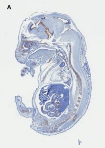 Anti-SOX-9 Antibody, clone 2B10, ZooMAb Rabbit Monoclonal 