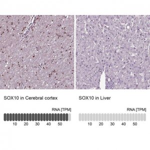 Anti-SOX10 antibody produced in rabbit 