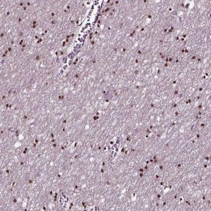 Anti-SOX10 antibody produced in rabbit 