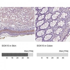 Anti-SOX15 antibody produced in rabbit 