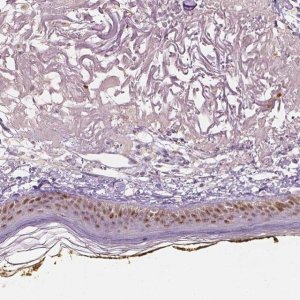 Anti-SOX15 antibody produced in rabbit 