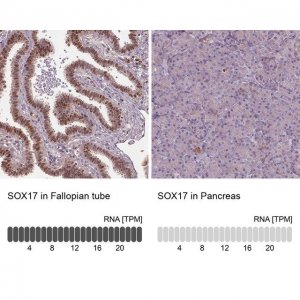 Anti-SOX17 antibody produced in rabbit 