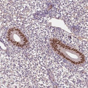 Anti-SOX17 antibody produced in rabbit 
