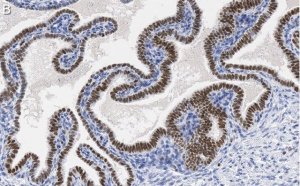 Anti-SOX17 Antibody, clone 3F7, ZooMAb Rabbit Monoclonal 