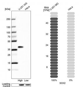 Anti-SOX2 antibody produced in rabbit HPA045725-100UL