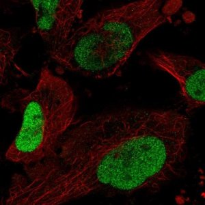 Anti-SOX2 antibody produced in rabbit HPA045725-100UL