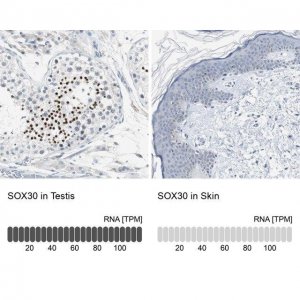 Anti-SOX30 antibody produced in rabbit 