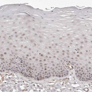 Anti-SOX4 antibody produced in rabbit 
