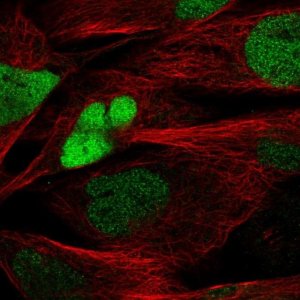 Anti-SOX8 antibody produced in rabbit 