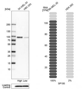 Anti-SP100 antibody produced in rabbit 