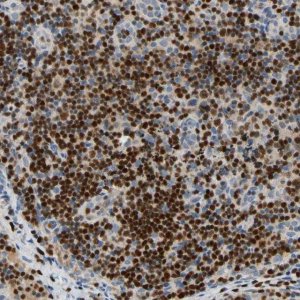 Anti-SP140 antibody produced in rabbit 