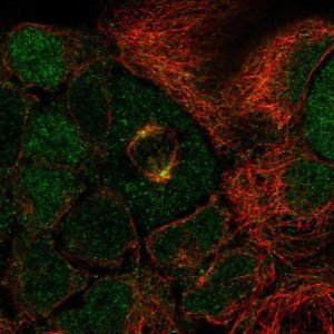 Anti-SP6 antibody produced in rabbit HPA044469-100UL