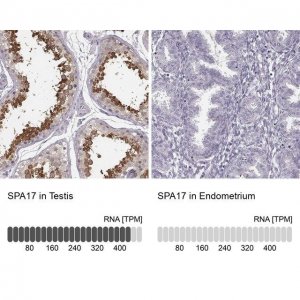 Anti-SPA17 antibody produced in rabbit 