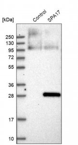 Anti-SPA17 antibody produced in rabbit 