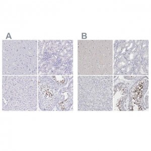 Anti-SPACA1 antibody produced in rabbit 