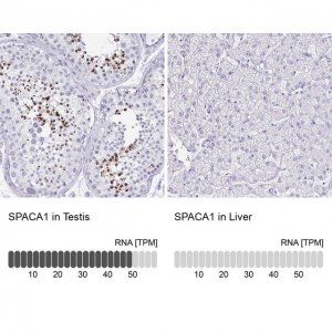 Anti-SPACA1 antibody produced in rabbit 