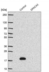 Anti-SPACA3 antibody produced in rabbit 