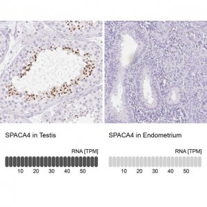 Anti-SPACA4 antibody produced in rabbit HPA061302-100UL