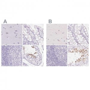 Anti-SPACA4 antibody produced in rabbit HPA061302-100UL