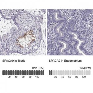 Anti-SPACA9 antibody produced in rabbit 