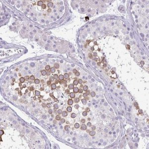 Anti-SPAG1 antibody produced in rabbit 