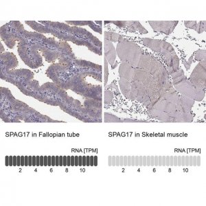 Anti-SPAG17 antibody produced in rabbit 