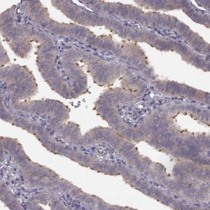 Anti-SPAG17 antibody produced in rabbit 