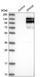 Anti-SPAG5 antibody produced in rabbit 