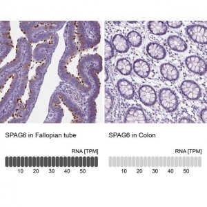 Anti-SPAG6 antibody produced in rabbit 