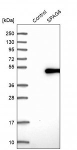 Anti-SPAG6 antibody produced in rabbit 