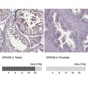 Anti-SPAG8 antibody produced in rabbit 