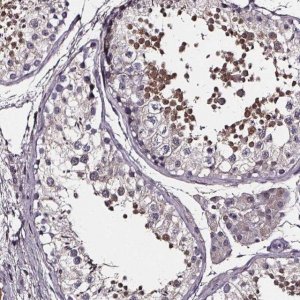 Anti-SPAG8 antibody produced in rabbit 
