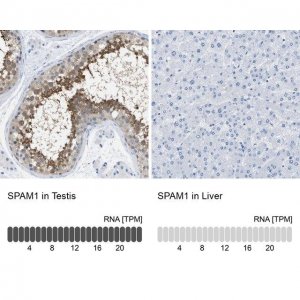 Anti-SPAM1 antibody produced in rabbit 
