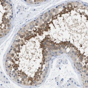 Anti-SPAM1 antibody produced in rabbit 