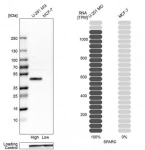 Anti-SPARC antibody produced in rabbit 