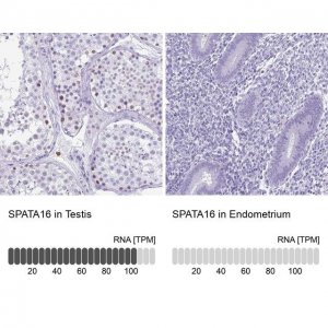 Anti-SPATA16 antibody produced in rabbit 