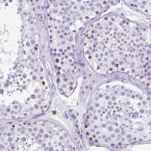 Anti-SPATA16 antibody produced in rabbit 