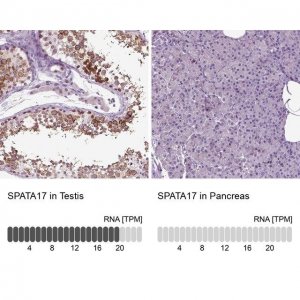 Anti-SPATA17 antibody produced in rabbit 