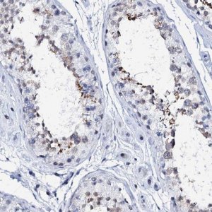 Anti-SPATA19 antibody produced in rabbit 