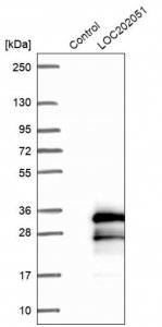 Anti-SPATA24 antibody produced in rabbit 