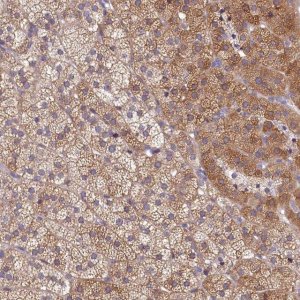 Anti-SPATA2L antibody produced in rabbit 