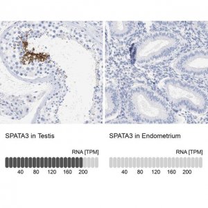 Anti-SPATA3 antibody produced in rabbit 