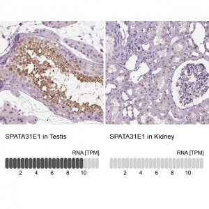 Anti-SPATA31E1 antibody produced in rabbit 
