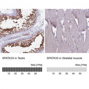 Anti-SPATA33 antibody produced in rabbit 