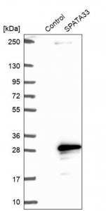 Anti-SPATA33 antibody produced in rabbit 