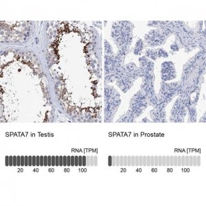 Anti-SPATA7 antibody produced in rabbit 